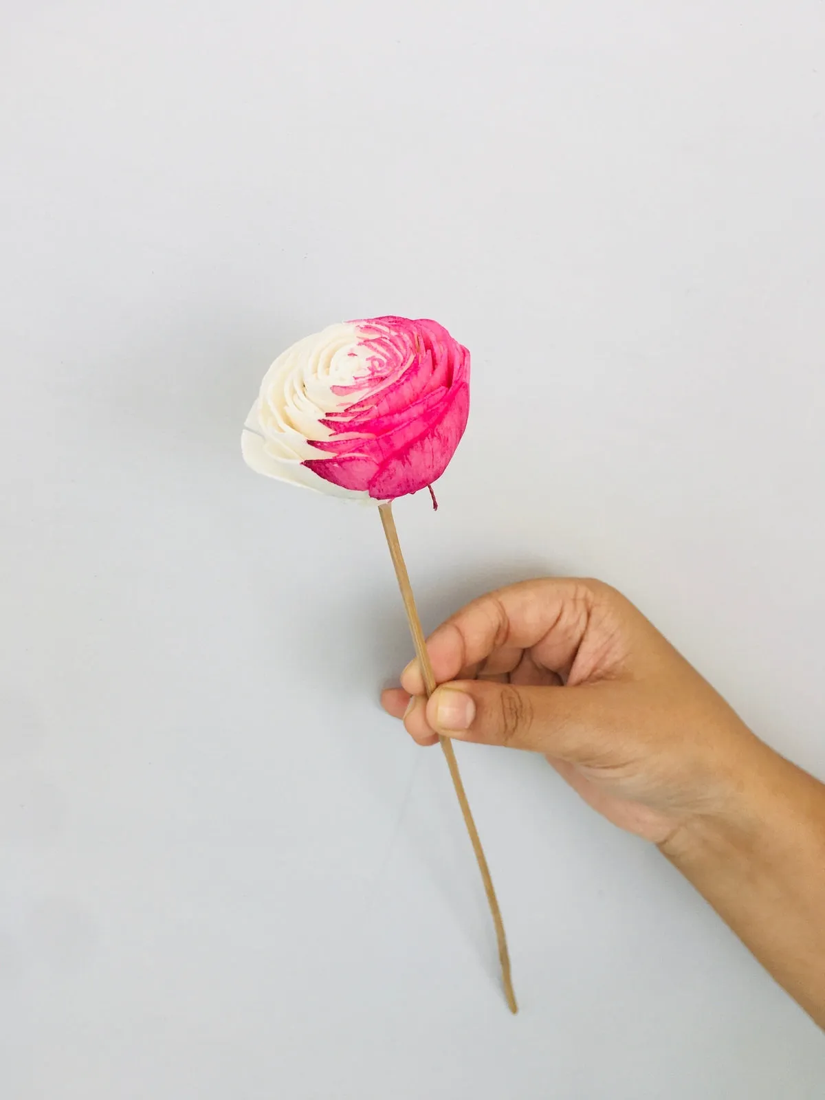 Fuscia Sola Flower | 5pcs